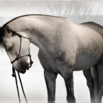 {Equestrian Life} Horse Power